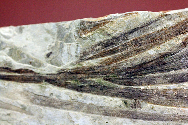 約1億5000万年前ジュラ紀遼寧省産ザリガニ化石、植物付き(Astacus spinorostrinus)。象徴である二本の大きな鋏がはっきりと確認できる。(その15)