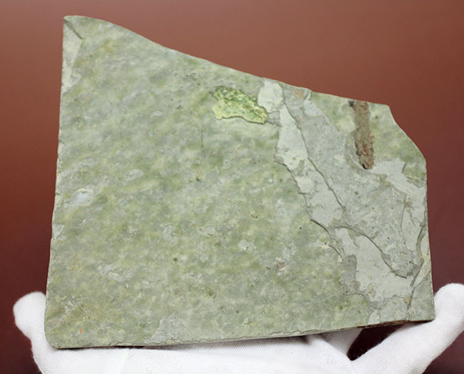 約1億5000万年前ジュラ紀遼寧省産ザリガニ化石、植物付き(Astacus spinorostrinus)。象徴である二本の大きな鋏がはっきりと確認できる。(その16)