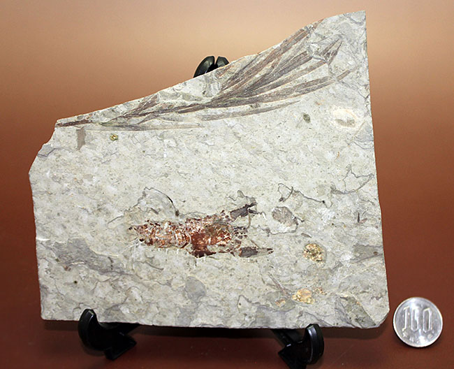約１億５０００万年前ジュラ紀遼寧省産ザリガニ化石、植物付き(Astacus spinorostrinus)。象徴である二本の大きな鋏がはっきりと確認できる。（その17）