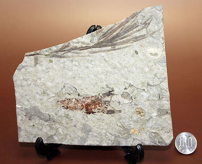 約1億5000万年前ジュラ紀遼寧省産ザリガニ化石、植物付き(Astacus spinorostrinus)。象徴である二本の大きな鋏がはっきりと確認できる。(その17)