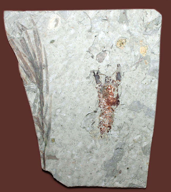 約1億5000万年前ジュラ紀遼寧省産ザリガニ化石、植物付き(Astacus spinorostrinus)。象徴である二本の大きな鋏がはっきりと確認できる。(その2)
