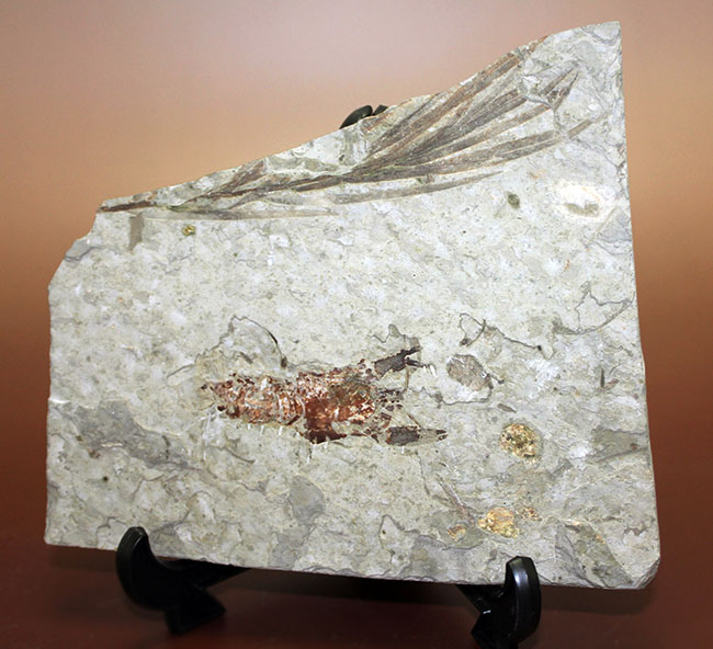 約１億５０００万年前ジュラ紀遼寧省産ザリガニ化石、植物付き(Astacus spinorostrinus)。象徴である二本の大きな鋏がはっきりと確認できる。（その3）