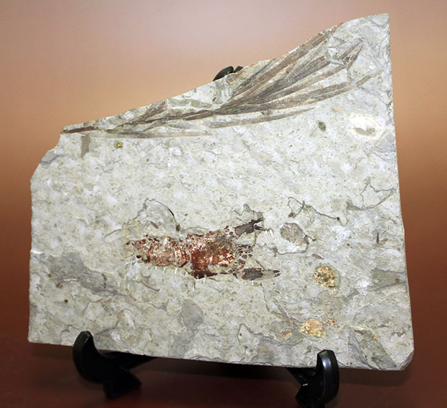 約1億5000万年前ジュラ紀遼寧省産ザリガニ化石、植物付き(Astacus spinorostrinus)。象徴である二本の大きな鋏がはっきりと確認できる。(その3)