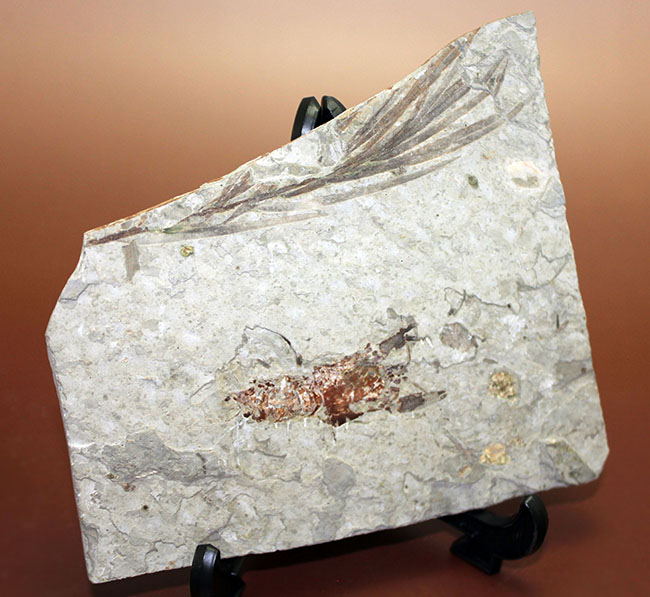 約１億５０００万年前ジュラ紀遼寧省産ザリガニ化石、植物付き(Astacus spinorostrinus)。象徴である二本の大きな鋏がはっきりと確認できる。（その4）