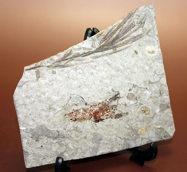 約1億5000万年前ジュラ紀遼寧省産ザリガニ化石、植物付き(Astacus spinorostrinus)。象徴である二本の大きな鋏がはっきりと確認できる。(その4)