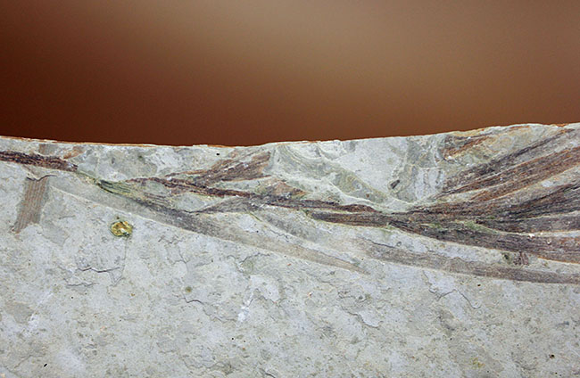 約１億５０００万年前ジュラ紀遼寧省産ザリガニ化石、植物付き(Astacus spinorostrinus)。象徴である二本の大きな鋏がはっきりと確認できる。（その5）