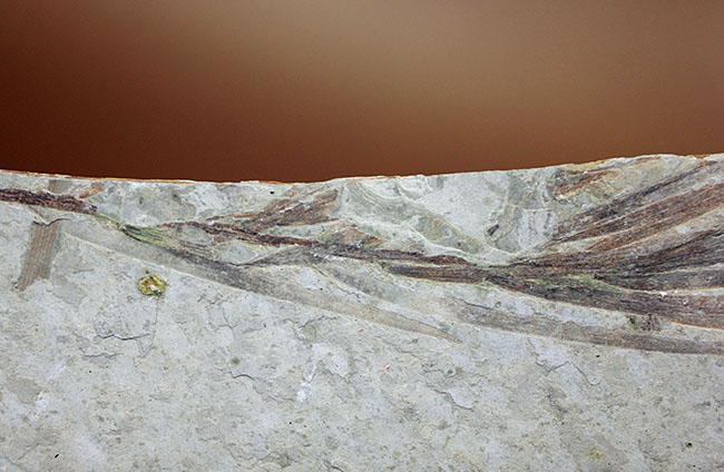 約1億5000万年前ジュラ紀遼寧省産ザリガニ化石、植物付き(Astacus spinorostrinus)。象徴である二本の大きな鋏がはっきりと確認できる。(その5)