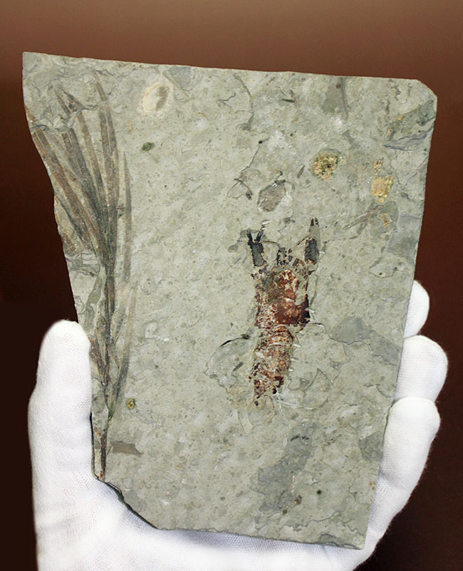 約1億5000万年前ジュラ紀遼寧省産ザリガニ化石、植物付き(Astacus spinorostrinus)。象徴である二本の大きな鋏がはっきりと確認できる。(その7)