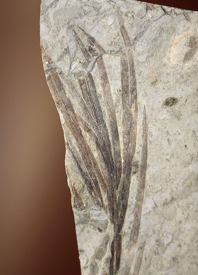 約１億５０００万年前ジュラ紀遼寧省産ザリガニ化石、植物付き(Astacus spinorostrinus)。象徴である二本の大きな鋏がはっきりと確認できる。（その8）