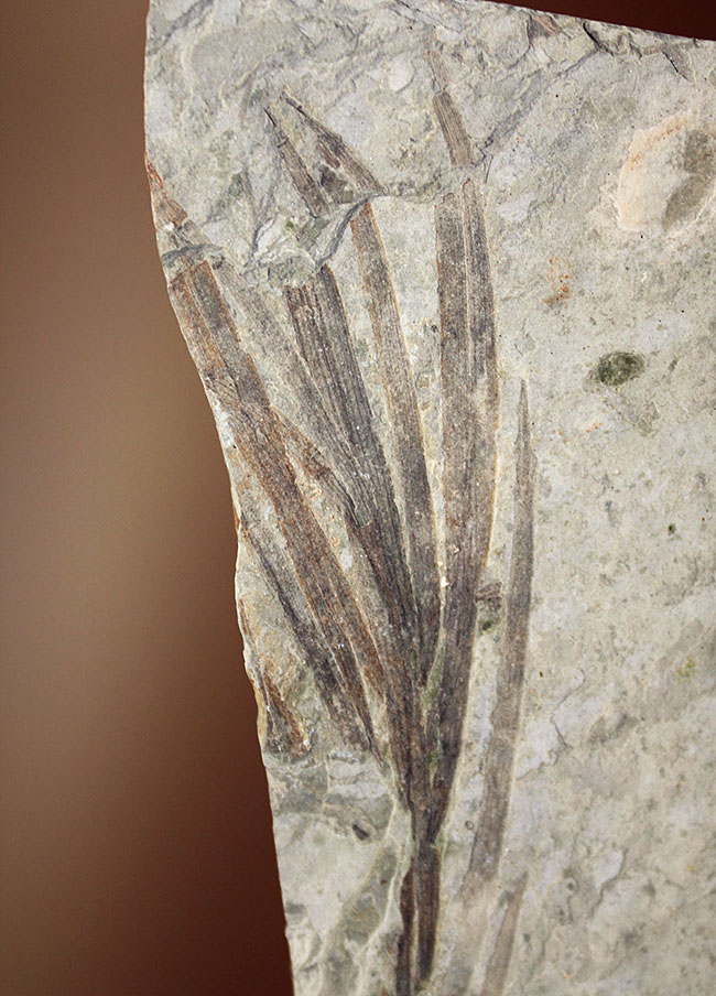 約1億5000万年前ジュラ紀遼寧省産ザリガニ化石、植物付き(Astacus spinorostrinus)。象徴である二本の大きな鋏がはっきりと確認できる。(その8)