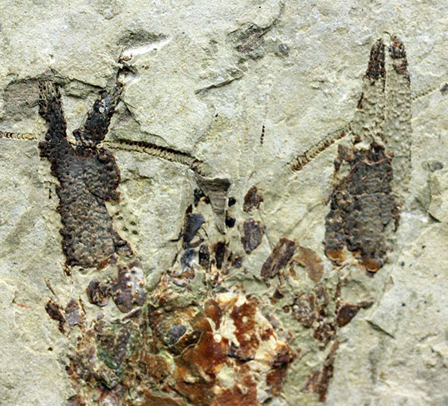 約１億５０００万年前ジュラ紀遼寧省産ザリガニ化石、植物付き(Astacus spinorostrinus)。象徴である二本の大きな鋏がはっきりと確認できる。（その9）