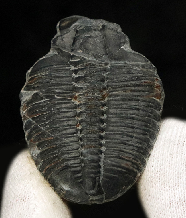 ビッグサイズ！最古の三葉虫の一つ、米国ユタ州産、エルラシア・キンギ（Elrathia Kingi）（その1）