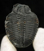 ビッグサイズ！最古の三葉虫の一つ、米国ユタ州産、エルラシア・キンギ（Elrathia Kingi）