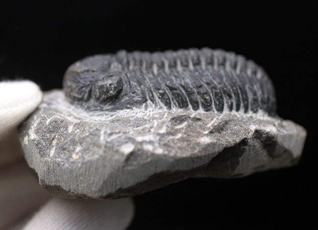 典型的！モロッコ産の三葉虫、ファコプスの化石（その5）