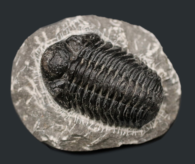 典型的！モロッコ産の三葉虫、ファコプスの化石（その7）
