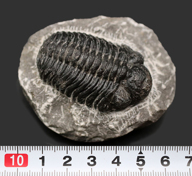 三葉虫 エルドレドゲオプス [PH28] 化石 ファコプス 希少 レア 化石標本 三葉虫 ファコプス 特大 希少