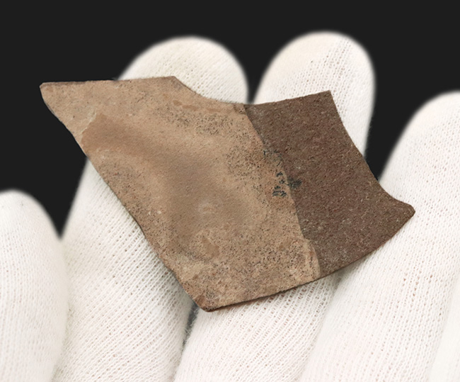 「お前は三葉虫なのか、一体どんな生物だったのか」謎の多い初期生物、プティカグノストゥス(Ptychagnostus)の群集化石(その6)