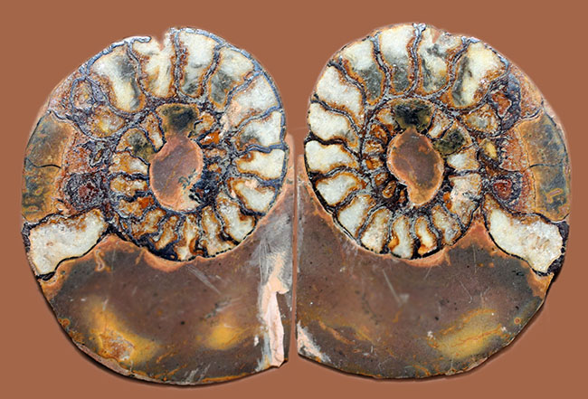 ヘマタイト化しています！並べて展示すると１３センチ。元は１枚のヘマタイトアンモナイトペア標本(Ammonite)（その1）
