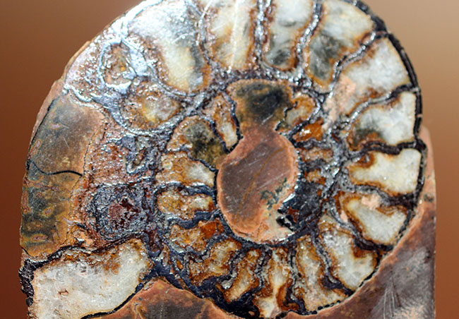 ヘマタイト化しています!並べて展示すると13センチ。元は1枚のヘマタイトアンモナイトペア標本(Ammonite)(その10)