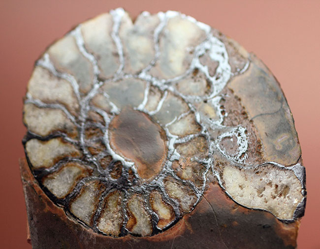 ヘマタイト化しています！並べて展示すると１３センチ。元は１枚のヘマタイトアンモナイトペア標本(Ammonite)（その11）