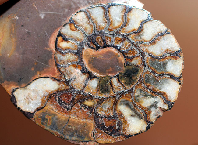 ヘマタイト化しています！並べて展示すると１３センチ。元は１枚のヘマタイトアンモナイトペア標本(Ammonite)（その12）