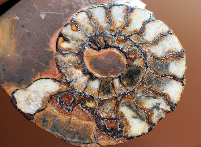 ヘマタイト化しています!並べて展示すると13センチ。元は1枚のヘマタイトアンモナイトペア標本(Ammonite)(その12)