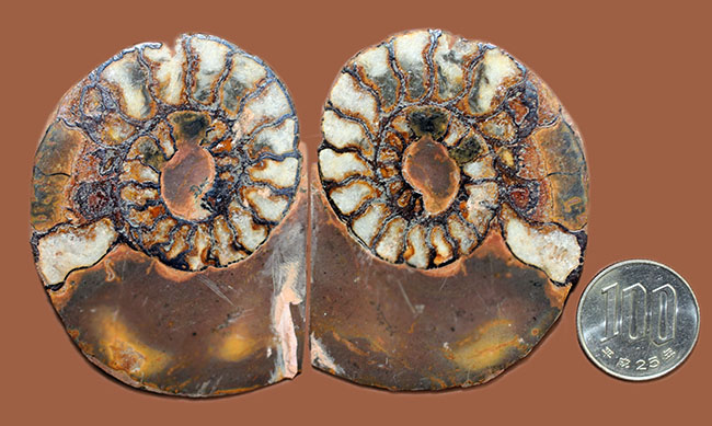 ヘマタイト化しています！並べて展示すると１３センチ。元は１枚のヘマタイトアンモナイトペア標本(Ammonite)（その13）