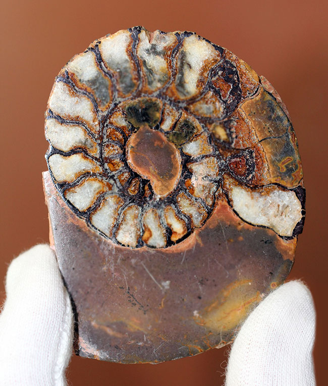 ヘマタイト化しています！並べて展示すると１３センチ。元は１枚のヘマタイトアンモナイトペア標本(Ammonite)（その2）