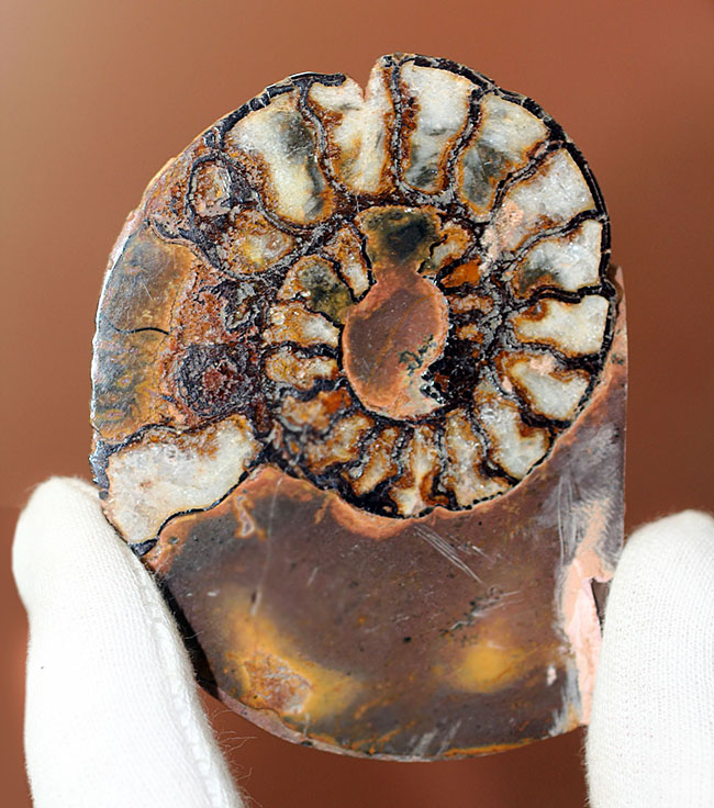 ヘマタイト化しています！並べて展示すると１３センチ。元は１枚のヘマタイトアンモナイトペア標本(Ammonite)（その3）