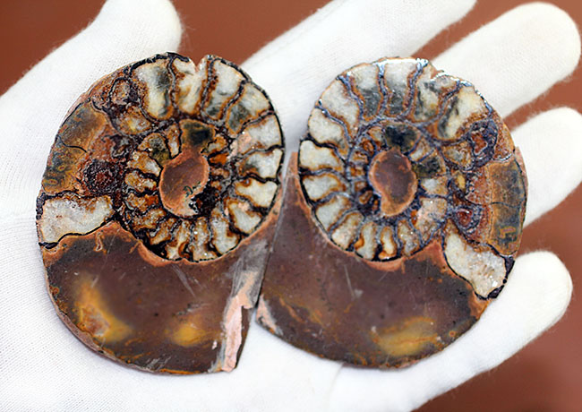 ヘマタイト化しています!並べて展示すると13センチ。元は1枚のヘマタイトアンモナイトペア標本(Ammonite)(その4)