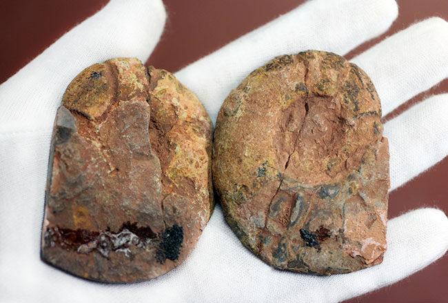 ヘマタイト化しています!並べて展示すると13センチ。元は1枚のヘマタイトアンモナイトペア標本(Ammonite)(その5)