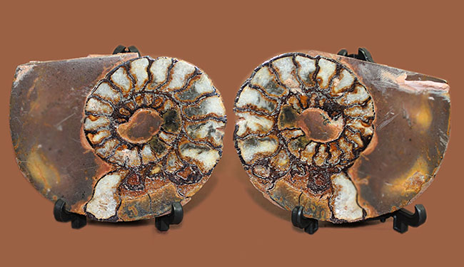 ヘマタイト化しています！並べて展示すると１３センチ。元は１枚のヘマタイトアンモナイトペア標本(Ammonite)（その6）