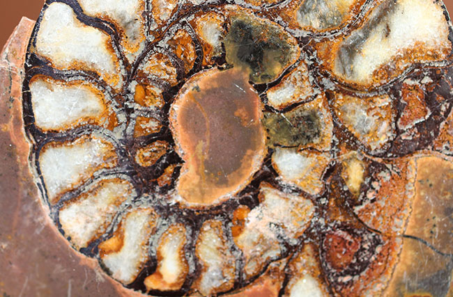 ヘマタイト化しています!並べて展示すると13センチ。元は1枚のヘマタイトアンモナイトペア標本(Ammonite)(その8)