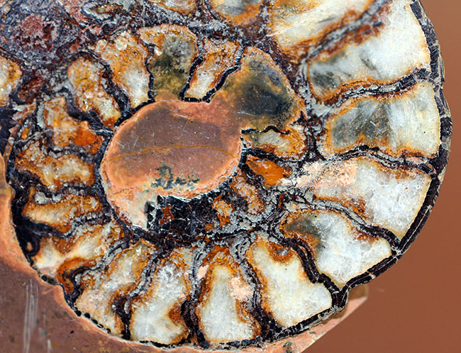 ヘマタイト化しています!並べて展示すると13センチ。元は1枚のヘマタイトアンモナイトペア標本(Ammonite)(その9)