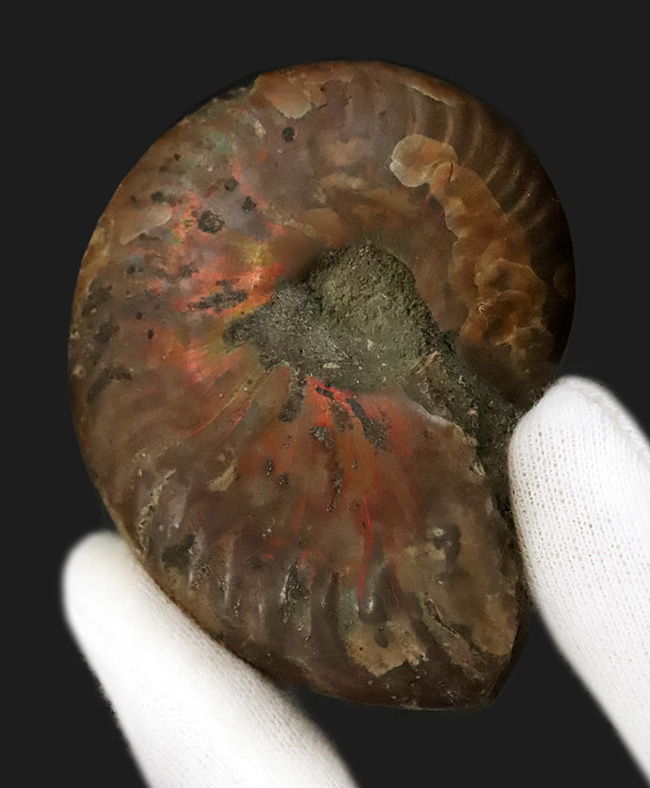 6センチ超の大判サイズ！両面に遊色層が残る、美麗アンモナイト「クレオニセラス（Cleoniceras）」（その2）