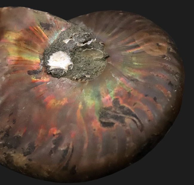 6センチ超の大判サイズ！両面に遊色層が残る、美麗アンモナイト「クレオニセラス（Cleoniceras）」（その3）