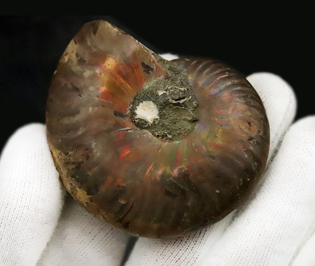 6センチ超の大判サイズ！両面に遊色層が残る、美麗アンモナイト「クレオニセラス（Cleoniceras）」（その4）