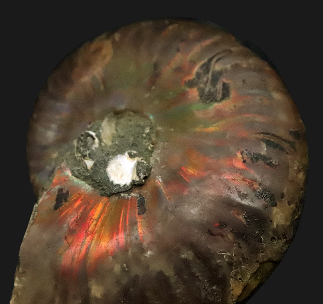 6センチ超の大判サイズ！両面に遊色層が残る、美麗アンモナイト「クレオニセラス（Cleoniceras）」（その5）