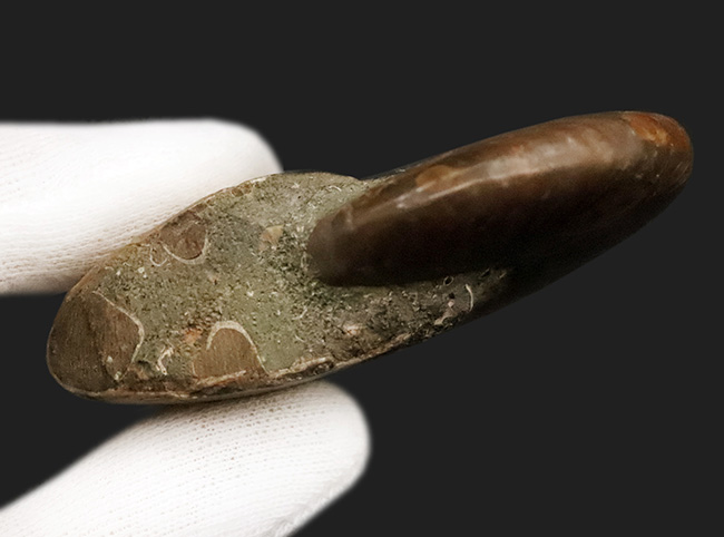 6センチ超の大判サイズ！両面に遊色層が残る、美麗アンモナイト「クレオニセラス（Cleoniceras）」（その6）