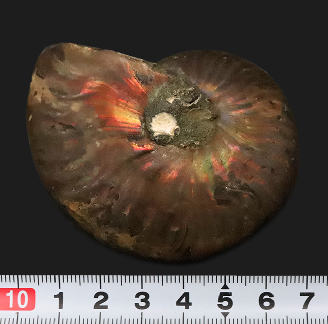 6センチ超の大判サイズ！両面に遊色層が残る、美麗アンモナイト「クレオニセラス（Cleoniceras）」（その7）