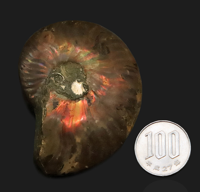 6センチ超の大判サイズ！両面に遊色層が残る、美麗アンモナイト「クレオニセラス（Cleoniceras）」（その8）