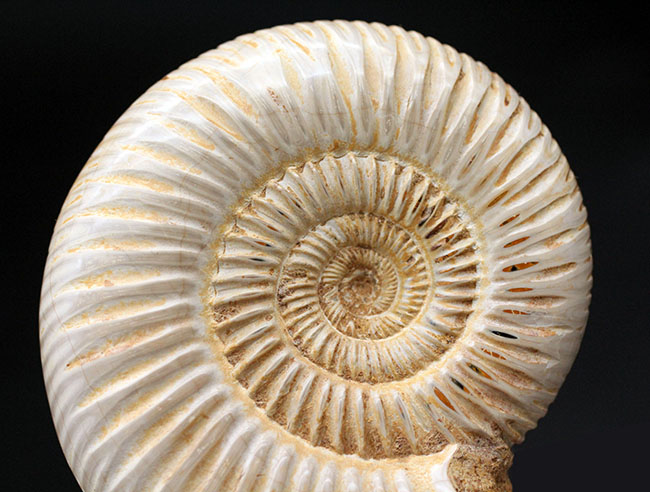 形の整った厳選標本、マダガスカル産のアンモナイト、ペリスフィンクテス（Perisphinctes sp.）の化石（その1）