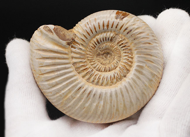 形の整った厳選標本、マダガスカル産のアンモナイト、ペリスフィンクテス（Perisphinctes sp.）の化石（その3）