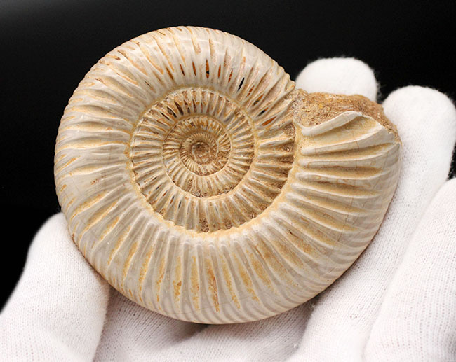 形の整った厳選標本、マダガスカル産のアンモナイト、ペリスフィンク