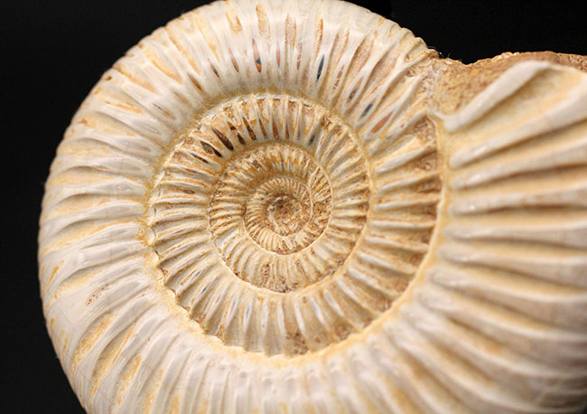 形の整った厳選標本、マダガスカル産のアンモナイト、ペリスフィンクテス（Perisphinctes sp.）の化石（その6）