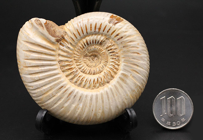 大きなアンモナイト 化石 ペリスフィンクテス 形の整った厳選標本