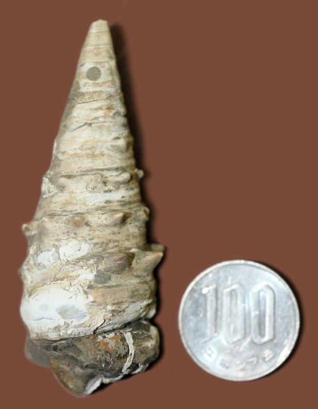 7cm級、立派！温暖な気候をあらわす示相化石、ビカリア（Vicarya sp.）。日本列島創生の頃の標本。（その11）