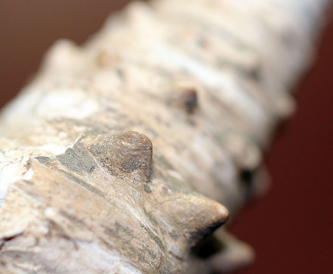 7cm級、立派！温暖な気候をあらわす示相化石、ビカリア（Vicarya sp.）。日本列島創生の頃の標本。（その7）