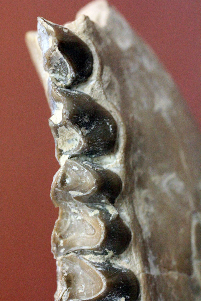 メリコイドドンの顎化石（Merycoidodon culbertsoni）。（その1）