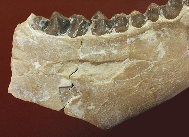 メリコイドドンの顎化石（Merycoidodon culbertsoni）。（その10）